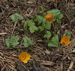 Ranunculus ficaria 'Cuprea'